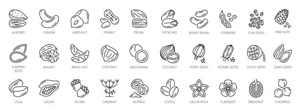 Nuts outline icons, seeds and beans, organic food Nuts outline icons of peanut, walnut and almond, vector seeds and beans, cacao and pistachio nuts outline symbols with pumpkin and sunflower seeds, coffee beans and chickpea with chestnut theobroma stock illustrations