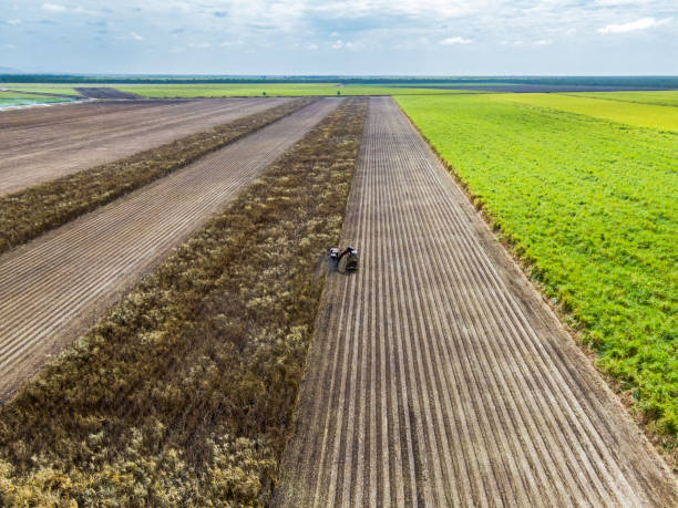 istock Aerial view, looking down on sugar cane farm with harvester cutting and loading burnt sugar cane 1414409049