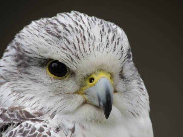 istock Closeup of a Saker Falcon 1414411153