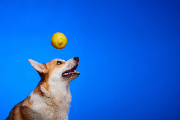 istock The yellow lemon hangs over the dog's head. 1414411192
