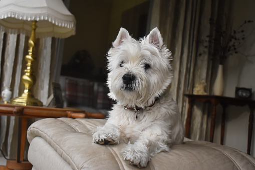 A beautiful white dog is lying on a sofa stool in the blurred background of the living room, home sweet home—a happy and cute West Highland White Terrier dog.