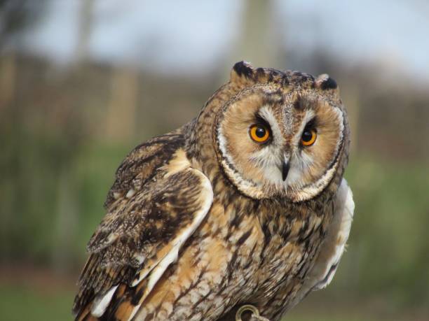 istock Portrait of a Long-Eared Owl 1414412412