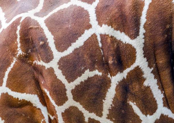 istock Reticulated Giraffe extreme close up 1414412514