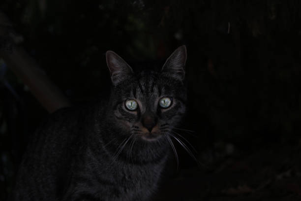 istock On a dark background is a cat with luminous eyes. 1414412849
