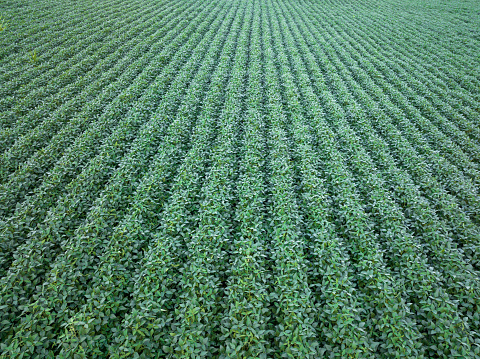 Spruce Creek, PA, USA - August 6, 2022: Image is of a soybean field in central Pennsylvania. The image is an aerial image taken by drone.