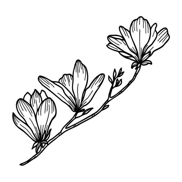 illustrations, cliparts, dessins animés et icônes de clipart au trait de fleur de magnolia - magnolia blossom