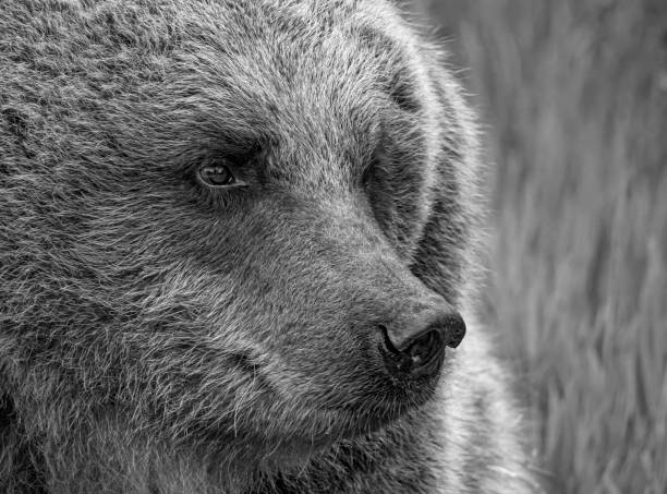 European Brown Bear front view.