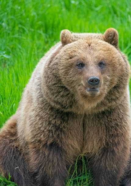 istock European Brown Bear 1414414602