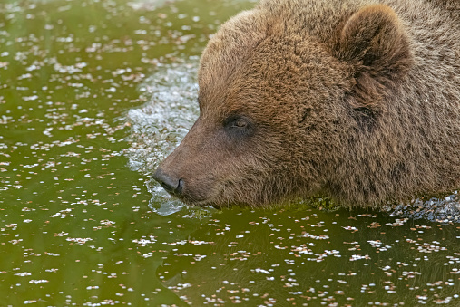 Grizzly (Ursus arctos horribilis) in the water