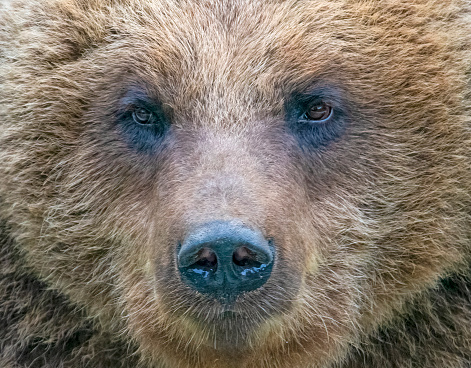 European Brown Bear front view.