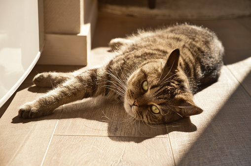 Domestic tabby grey cat lies on the wooden floor indoors in morning sun rays. Pet indoors.