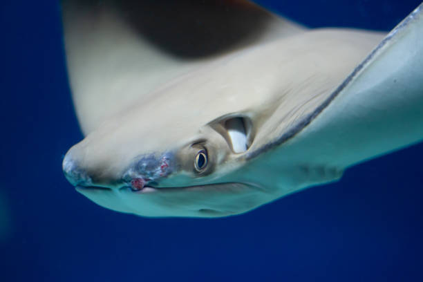 istock Cownose ray (Rhinoptera bonasus) swimming underwater in an aquarium 1414415821