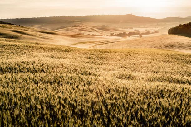 istock Sunny landscape from Val d'Orcia, Tuscany, Italy 1414417198