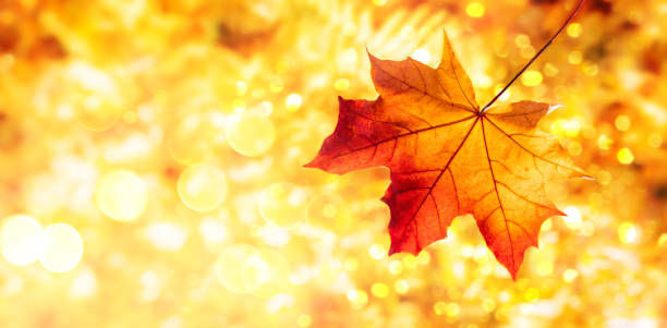 fondo otoñal con hoja de arce rojo otoñal. hermoso concepto de naturaleza en otoño día soleado. - equinoccio de otoño fotografías e imágenes de stock