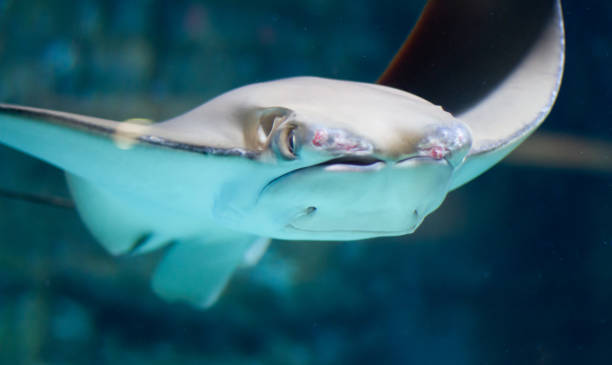 istock Cownose ray (Rhinoptera bonasus) swimming underwater in an aquarium 1414419184