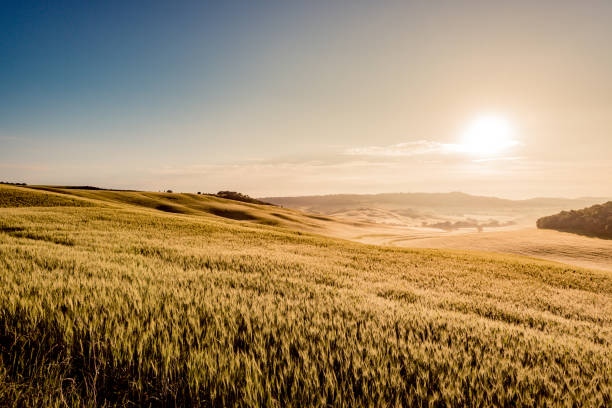 istock Sunny landscape from Val d'Orcia, Tuscany, Italy 1414419186