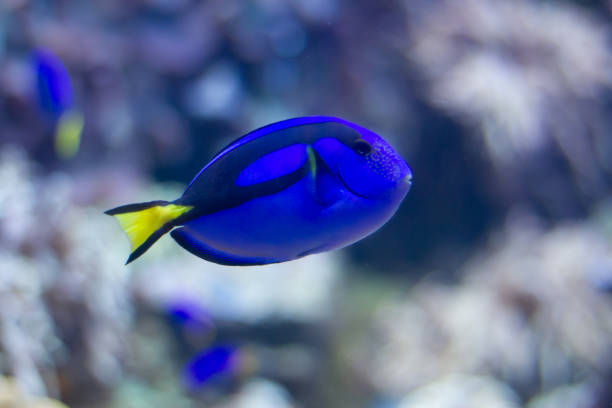 Blue tang (Paracanthurus hepatus) fish swimming underwater in an aquarium