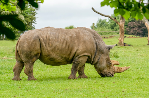 White Rhino grazing.