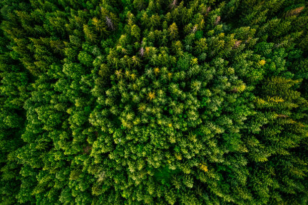 istock Trees pattern in woodland, top down drone photo 1414420598