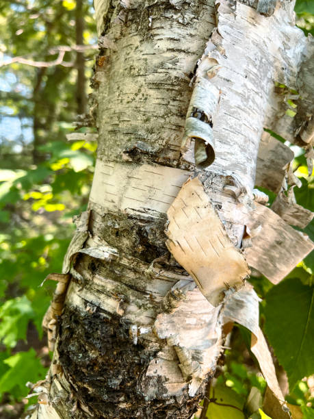 peeling white birch (o paper birch) albero primo piano - betula papyrifera foto e immagini stock