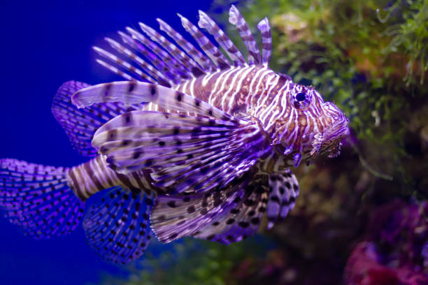 istock Red lionfish (Pterois volitans) swimming underwater in an aquarium 1414421113