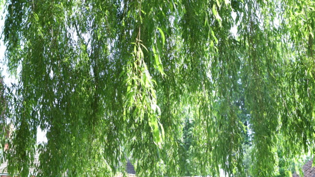 Close-up of Willow tree leaves moving in the breeze