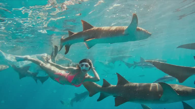 asian beautiful female in bikini Woman In free Diving Flippers Swimming with sharks In Blue Ocean During Vacation