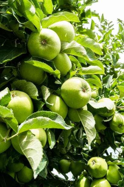istock Green apple fruits on tree in summer 1414421270