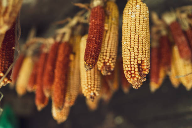 istock Corn cobs hanging for drying in rural village 1414421904
