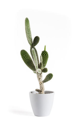 Opuntia microdasys var. albispina cactus in a pot isolated on white background.