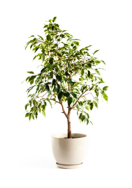 istock Potted Ficus benjamina plant on white background 1414422114