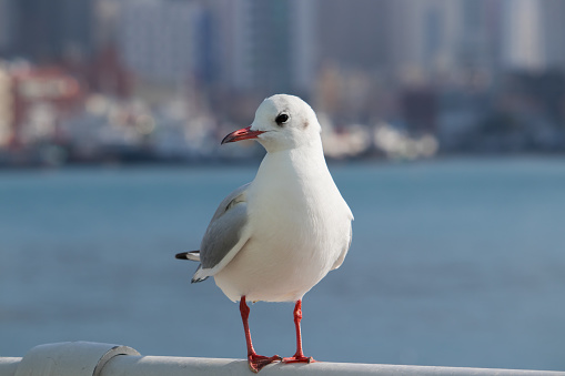 A seagull (Black-headed gull with winter plumage) sitting on a guardrail.