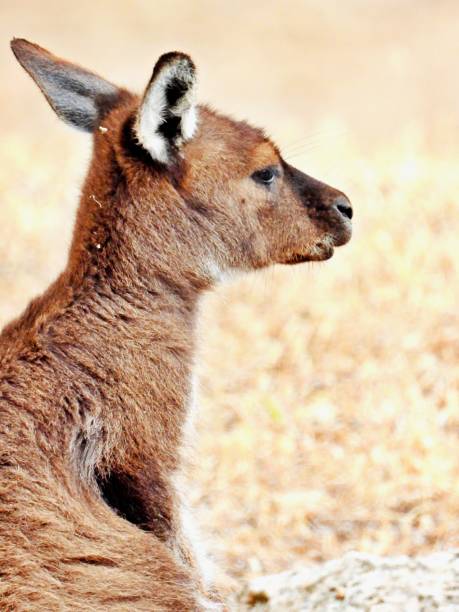 istock Kangaroo in the wild 1414422658