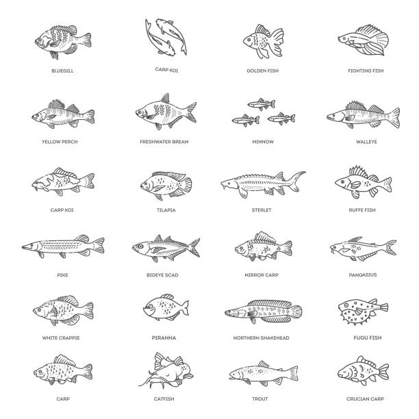 Freshwater fish set. Types of Edible Fish Vector illustration of different types of fish crappie stock illustrations