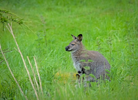 Close up of a Kangaroo's face. Kangaroo has a concerned expression. Perth, Australia.