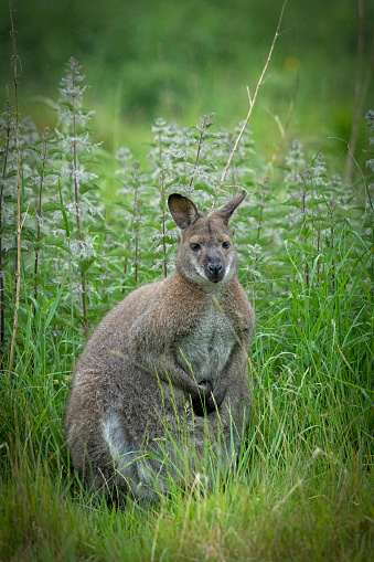 Red-necked wallaby, Macropus rufogriseus, standing in crouched pose, side profile, with grass background. Tasmania, Australia.