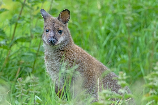 Red necked wallaby in lush undergrowth.