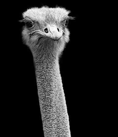 Ostrich head and neck close-up.