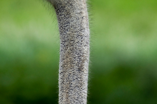 Ostrich neck close-up.