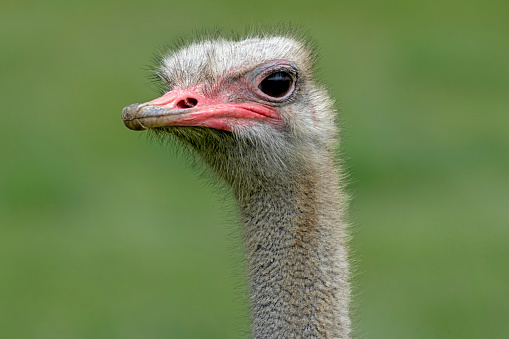 Ostrich head and neck close-up.