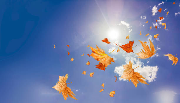 istock leaf leaves falling in autumn season isolated for background - 3d rendering 1414428587