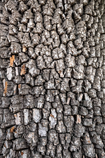 istock Old tree bark texture. Wood background. American persimmon tree or Diospyros virginiana 1414428834