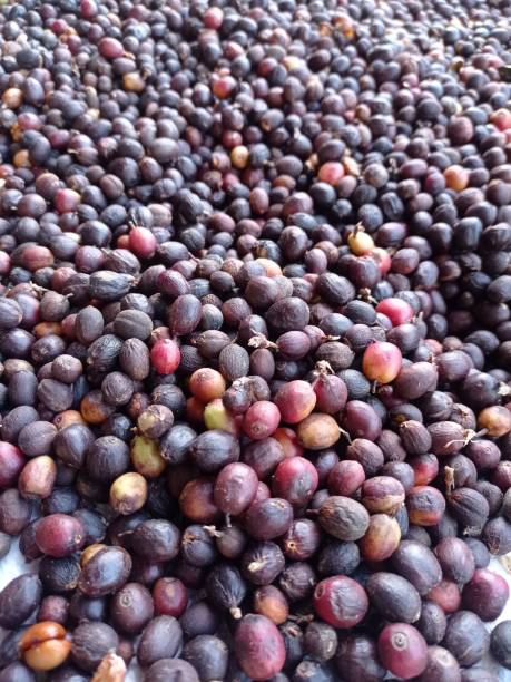 istock coffee beans that are being dried in the traditional way 1414429417