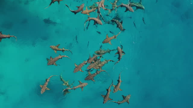 aerial drone view of swimming sharks in clear water ocean