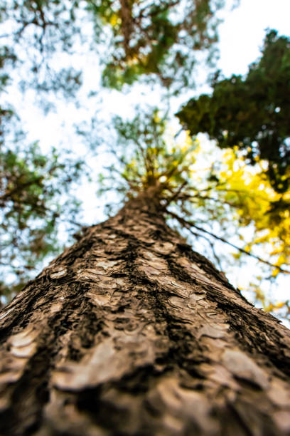 istock A view of a tree from the bottom to the top 1414430677