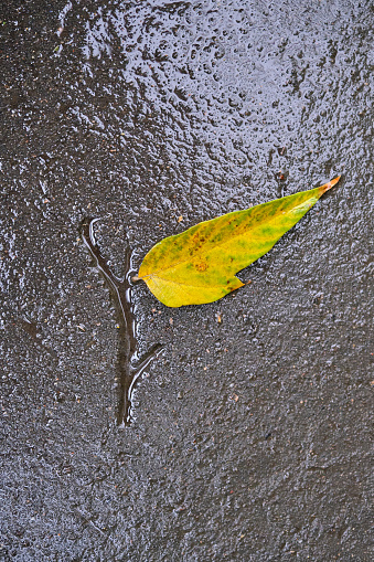 Imprint of a tree branch in a wet asphalt road with an autumn leaf. Concept 