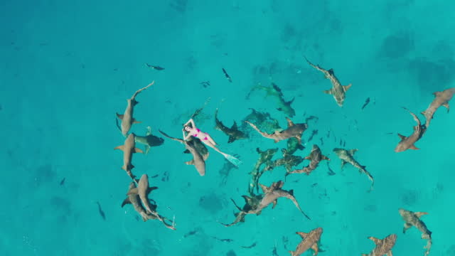 large group of sharks Swimming Around a woman Floating in the Ocean Maldives
