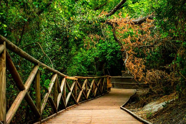 istock A beautiful park with wooden wall and ground 1414431485