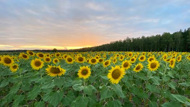 istock Sunflower field before sunset in Lublin region 1414432139