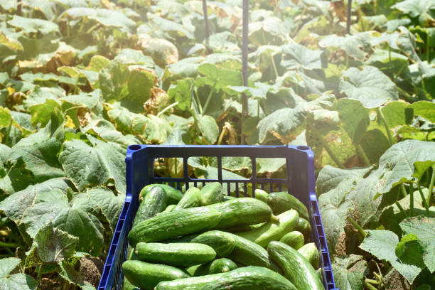 istock Cucumbers in the plastic box in the vegetable garden, harvesting 1414432445